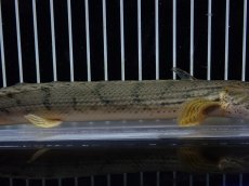 画像3: 【10%OFF対象商品30周年セール】【淡水魚】【通販】No4 ポリプテルス コンギクス(ビチャー) コンゴ産 ワイルド【個体販売】(±22cm)(大型魚)(生体)(熱帯魚)NKO (3)