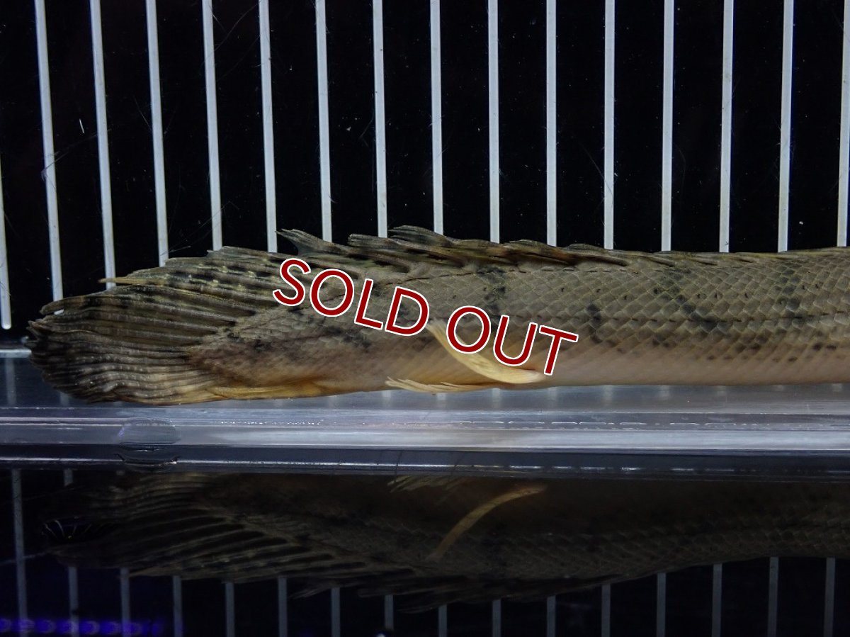 画像4: 【10%OFF対象商品30周年セール】【淡水魚】【通販】No4 ポリプテルス コンギクス(ビチャー) コンゴ産 ワイルド【個体販売】(±22cm)(大型魚)(生体)(熱帯魚)NKO (4)
