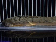 画像4: 【10%OFF対象商品30周年セール】【淡水魚】【通販】No4 ポリプテルス コンギクス(ビチャー) コンゴ産 ワイルド【個体販売】(±22cm)(大型魚)(生体)(熱帯魚)NKO (4)