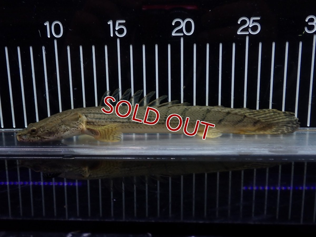 画像5: 【10%OFF対象商品30周年セール】【淡水魚】【通販】No4 ポリプテルス コンギクス(ビチャー) コンゴ産 ワイルド【個体販売】(±22cm)(大型魚)(生体)(熱帯魚)NKO (5)