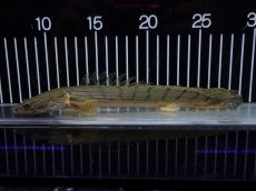 画像5: 【10%OFF対象商品30周年セール】【淡水魚】【通販】No4 ポリプテルス コンギクス(ビチャー) コンゴ産 ワイルド【個体販売】(±22cm)(大型魚)(生体)(熱帯魚)NKO (5)