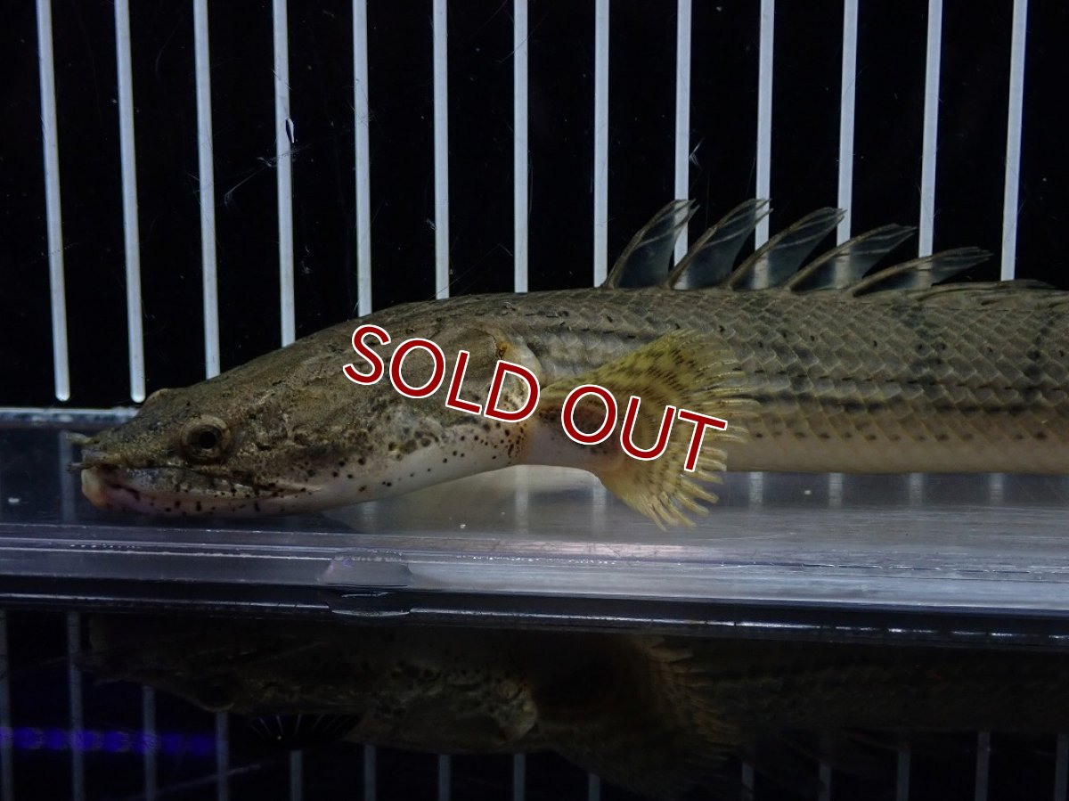 画像6: 【10%OFF対象商品30周年セール】【淡水魚】【通販】No4 ポリプテルス コンギクス(ビチャー) コンゴ産 ワイルド【個体販売】(±22cm)(大型魚)(生体)(熱帯魚)NKO (6)