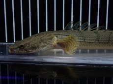 画像6: 【10%OFF対象商品30周年セール】【淡水魚】【通販】No4 ポリプテルス コンギクス(ビチャー) コンゴ産 ワイルド【個体販売】(±22cm)(大型魚)(生体)(熱帯魚)NKO (6)