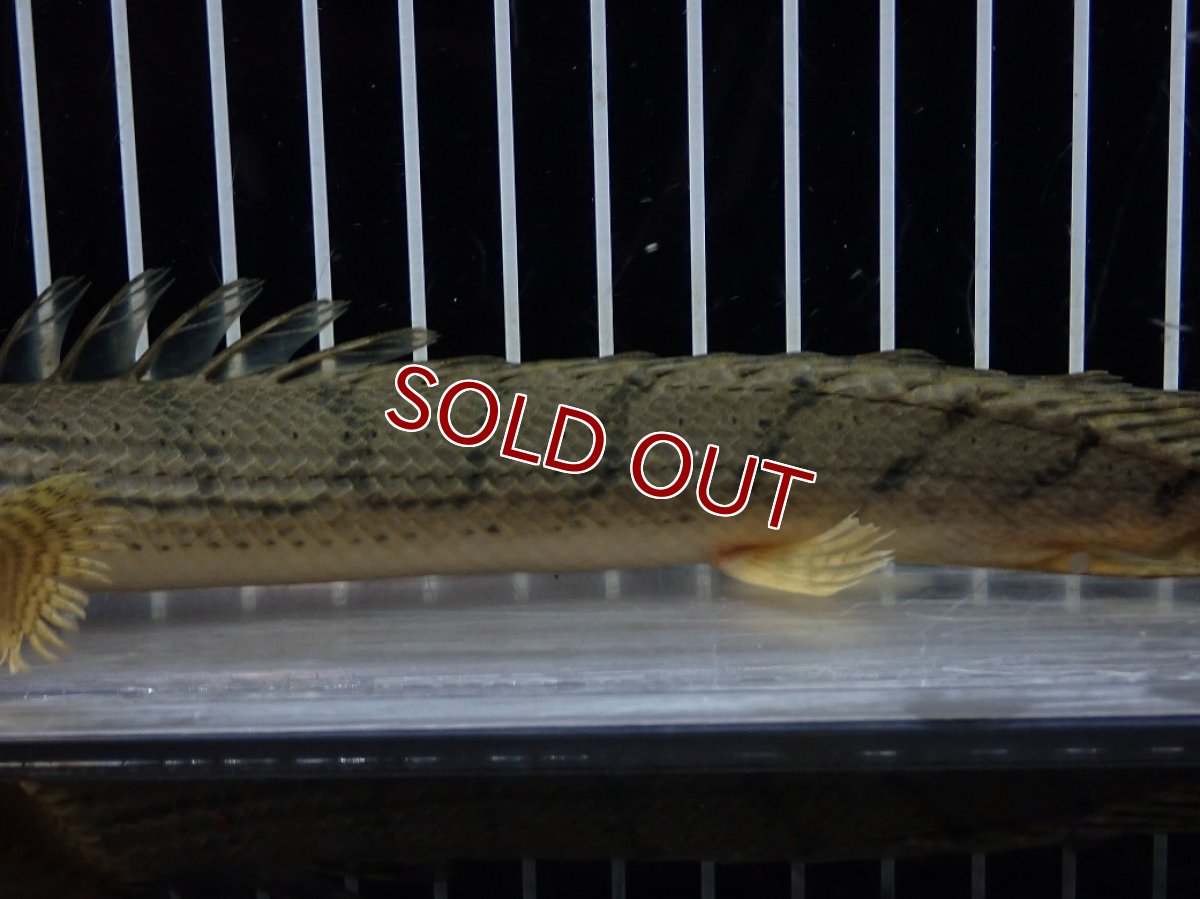 画像7: 【10%OFF対象商品30周年セール】【淡水魚】【通販】No4 ポリプテルス コンギクス(ビチャー) コンゴ産 ワイルド【個体販売】(±22cm)(大型魚)(生体)(熱帯魚)NKO (7)