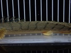 画像7: 【10%OFF対象商品30周年セール】【淡水魚】【通販】No4 ポリプテルス コンギクス(ビチャー) コンゴ産 ワイルド【個体販売】(±22cm)(大型魚)(生体)(熱帯魚)NKO (7)