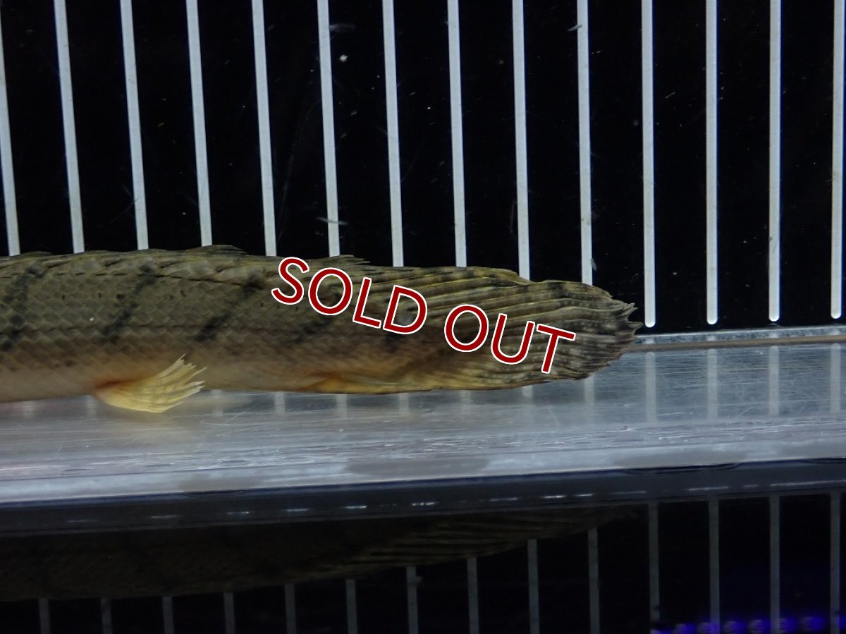 画像8: 【10%OFF対象商品30周年セール】【淡水魚】【通販】No4 ポリプテルス コンギクス(ビチャー) コンゴ産 ワイルド【個体販売】(±22cm)(大型魚)(生体)(熱帯魚)NKO (8)