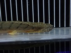 画像8: 【10%OFF対象商品30周年セール】【淡水魚】【通販】No4 ポリプテルス コンギクス(ビチャー) コンゴ産 ワイルド【個体販売】(±22cm)(大型魚)(生体)(熱帯魚)NKO (8)