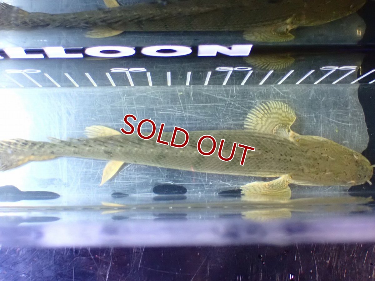 画像9: 【10%OFF対象商品30周年セール】【淡水魚】【通販】No4 ポリプテルス コンギクス(ビチャー) コンゴ産 ワイルド【個体販売】(±22cm)(大型魚)(生体)(熱帯魚)NKO (9)