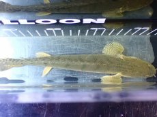 画像9: 【10%OFF対象商品30周年セール】【淡水魚】【通販】No4 ポリプテルス コンギクス(ビチャー) コンゴ産 ワイルド【個体販売】(±22cm)(大型魚)(生体)(熱帯魚)NKO (9)