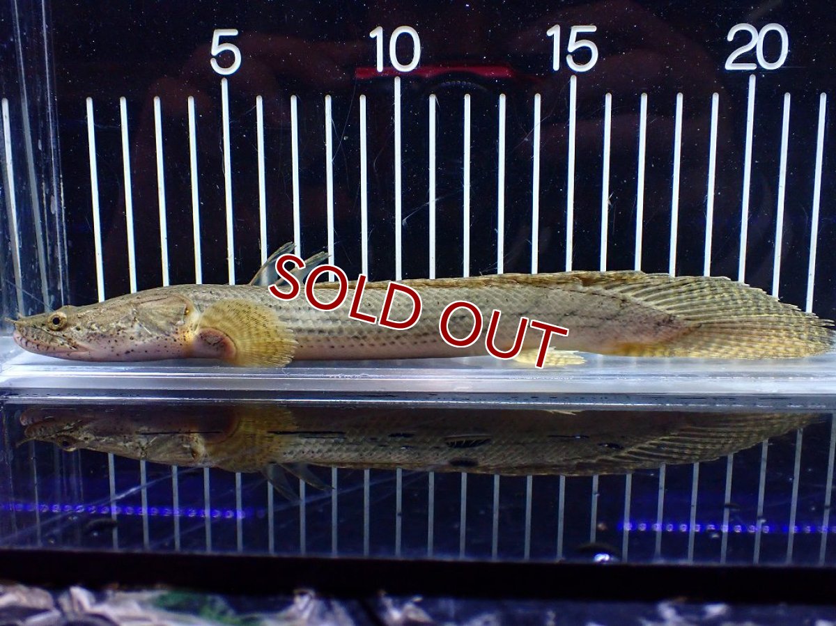 画像1: 【淡水魚】【通販】No5 ポリプテルス コンギクス(ビチャー) コンゴ産 ワイルド【個体販売】(±21cm)(大型魚)(生体)(熱帯魚)NKO (1)