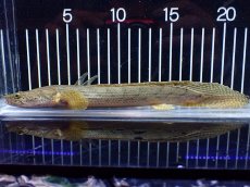 画像1: 【淡水魚】【通販】No5 ポリプテルス コンギクス(ビチャー) コンゴ産 ワイルド【個体販売】(±21cm)(大型魚)(生体)(熱帯魚)NKO (1)