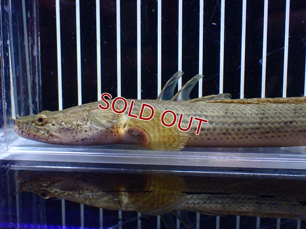 画像2: 【淡水魚】【通販】No5 ポリプテルス コンギクス(ビチャー) コンゴ産 ワイルド【個体販売】(±21cm)(大型魚)(生体)(熱帯魚)NKO (2)