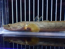 画像2: 【淡水魚】【通販】No5 ポリプテルス コンギクス(ビチャー) コンゴ産 ワイルド【個体販売】(±21cm)(大型魚)(生体)(熱帯魚)NKO (2)