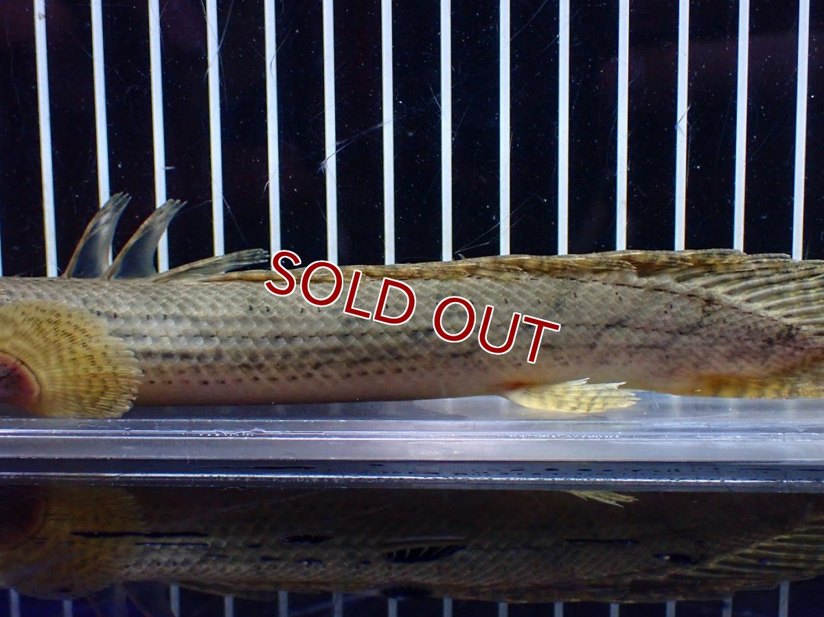 画像3: 【淡水魚】【通販】No5 ポリプテルス コンギクス(ビチャー) コンゴ産 ワイルド【個体販売】(±21cm)(大型魚)(生体)(熱帯魚)NKO (3)