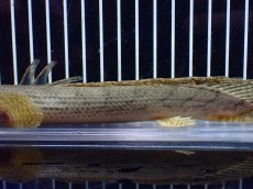画像3: 【淡水魚】【通販】No5 ポリプテルス コンギクス(ビチャー) コンゴ産 ワイルド【個体販売】(±21cm)(大型魚)(生体)(熱帯魚)NKO (3)