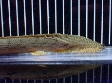 画像4: 【淡水魚】【通販】No5 ポリプテルス コンギクス(ビチャー) コンゴ産 ワイルド【個体販売】(±21cm)(大型魚)(生体)(熱帯魚)NKO (4)