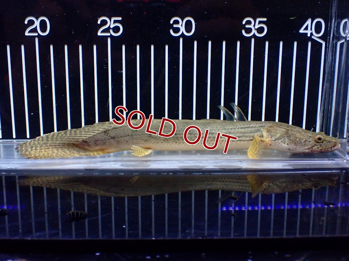 画像5: 【淡水魚】【通販】No5 ポリプテルス コンギクス(ビチャー) コンゴ産 ワイルド【個体販売】(±21cm)(大型魚)(生体)(熱帯魚)NKO (5)