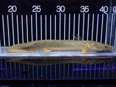 画像5: 【淡水魚】【通販】No5 ポリプテルス コンギクス(ビチャー) コンゴ産 ワイルド【個体販売】(±21cm)(大型魚)(生体)(熱帯魚)NKO (5)