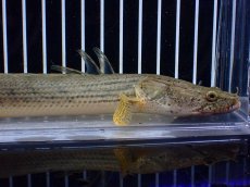 画像6: 【淡水魚】【通販】No5 ポリプテルス コンギクス(ビチャー) コンゴ産 ワイルド【個体販売】(±21cm)(大型魚)(生体)(熱帯魚)NKO (6)