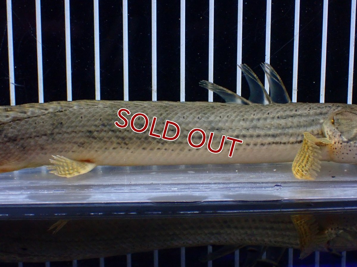 画像7: 【淡水魚】【通販】No5 ポリプテルス コンギクス(ビチャー) コンゴ産 ワイルド【個体販売】(±21cm)(大型魚)(生体)(熱帯魚)NKO (7)