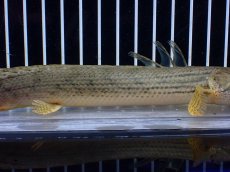 画像7: 【淡水魚】【通販】No5 ポリプテルス コンギクス(ビチャー) コンゴ産 ワイルド【個体販売】(±21cm)(大型魚)(生体)(熱帯魚)NKO (7)