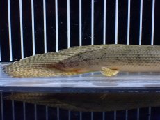画像8: 【淡水魚】【通販】No5 ポリプテルス コンギクス(ビチャー) コンゴ産 ワイルド【個体販売】(±21cm)(大型魚)(生体)(熱帯魚)NKO (8)