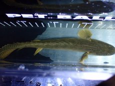 画像9: 【淡水魚】【通販】No5 ポリプテルス コンギクス(ビチャー) コンゴ産 ワイルド【個体販売】(±21cm)(大型魚)(生体)(熱帯魚)NKO (9)