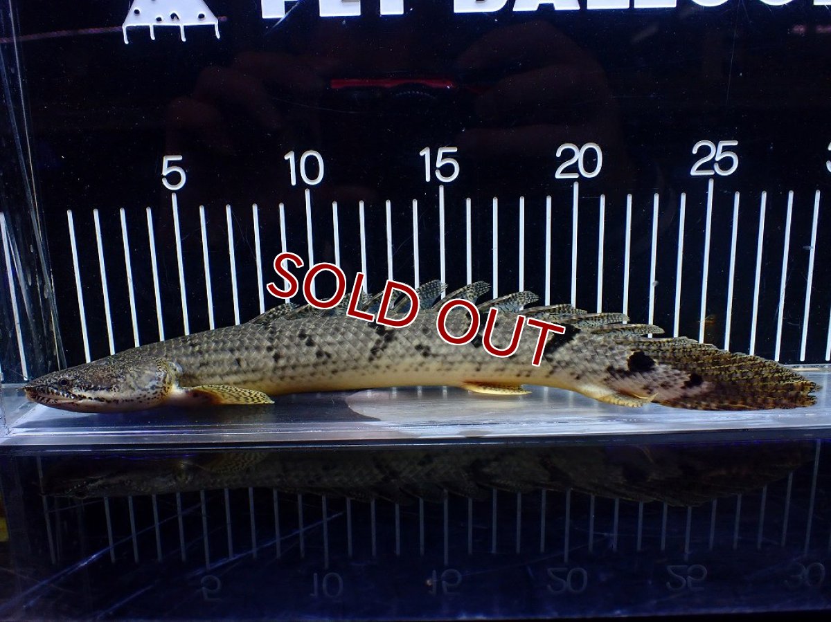 画像1: 【淡水魚】【通販】大きめ No1 ポリプテルス デルヘジィ コンゴ産 ワイルド【個体販売】(±29cm)(大型魚)(生体)(熱帯魚)NKO (1)