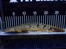 画像1: 【淡水魚】【通販】大きめ No1 ポリプテルス デルヘジィ コンゴ産 ワイルド【個体販売】(±29cm)(大型魚)(生体)(熱帯魚)NKO (1)