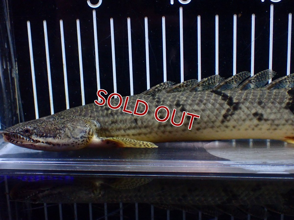 画像2: 【淡水魚】【通販】大きめ No1 ポリプテルス デルヘジィ コンゴ産 ワイルド【個体販売】(±29cm)(大型魚)(生体)(熱帯魚)NKO (2)