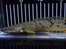 画像2: 【淡水魚】【通販】大きめ No1 ポリプテルス デルヘジィ コンゴ産 ワイルド【個体販売】(±29cm)(大型魚)(生体)(熱帯魚)NKO (2)