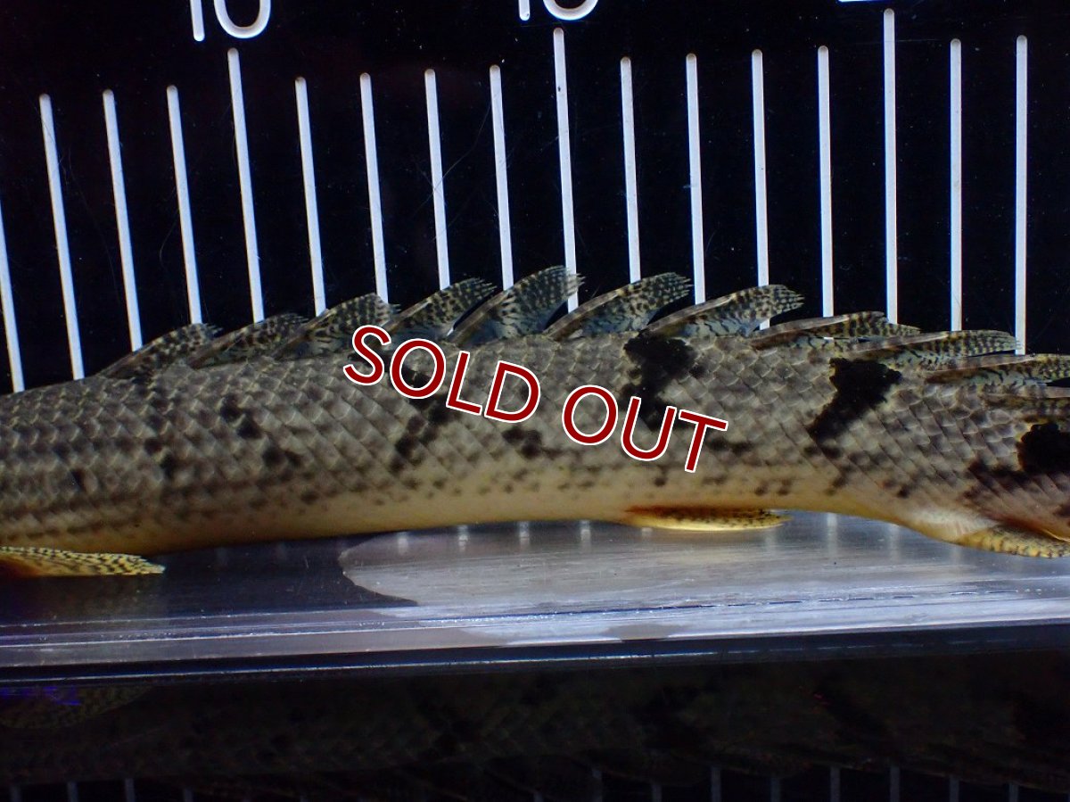 画像3: 【淡水魚】【通販】大きめ No1 ポリプテルス デルヘジィ コンゴ産 ワイルド【個体販売】(±29cm)(大型魚)(生体)(熱帯魚)NKO (3)