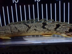 画像3: 【淡水魚】【通販】大きめ No1 ポリプテルス デルヘジィ コンゴ産 ワイルド【個体販売】(±29cm)(大型魚)(生体)(熱帯魚)NKO (3)