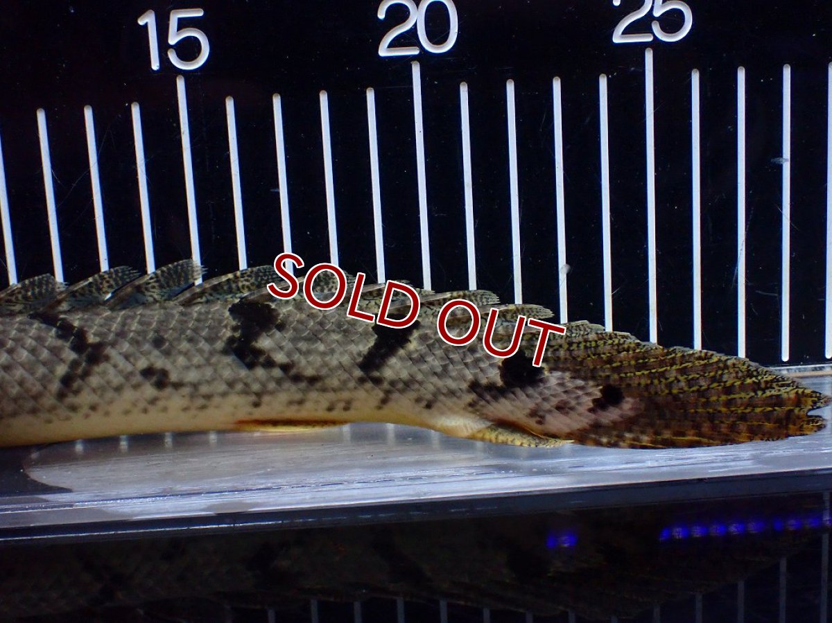 画像4: 【淡水魚】【通販】大きめ No1 ポリプテルス デルヘジィ コンゴ産 ワイルド【個体販売】(±29cm)(大型魚)(生体)(熱帯魚)NKO (4)