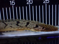 画像4: 【淡水魚】【通販】大きめ No1 ポリプテルス デルヘジィ コンゴ産 ワイルド【個体販売】(±29cm)(大型魚)(生体)(熱帯魚)NKO (4)