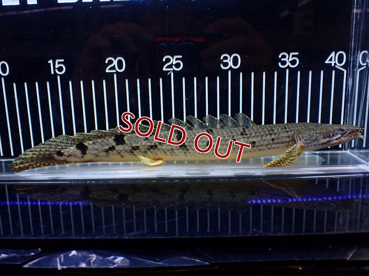 画像5: 【淡水魚】【通販】大きめ No1 ポリプテルス デルヘジィ コンゴ産 ワイルド【個体販売】(±29cm)(大型魚)(生体)(熱帯魚)NKO (5)