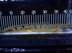 画像5: 【淡水魚】【通販】大きめ No1 ポリプテルス デルヘジィ コンゴ産 ワイルド【個体販売】(±29cm)(大型魚)(生体)(熱帯魚)NKO (5)