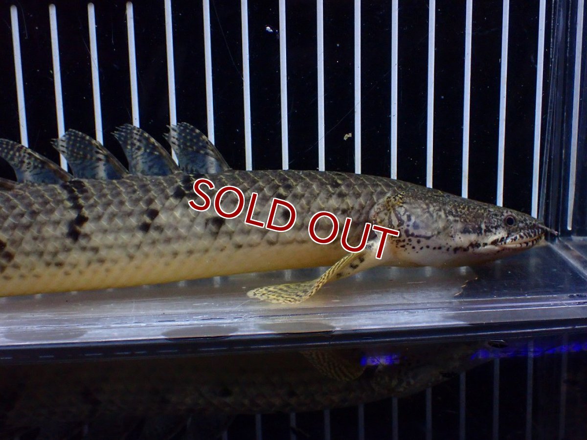 画像6: 【淡水魚】【通販】大きめ No1 ポリプテルス デルヘジィ コンゴ産 ワイルド【個体販売】(±29cm)(大型魚)(生体)(熱帯魚)NKO (6)