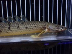 画像6: 【淡水魚】【通販】大きめ No1 ポリプテルス デルヘジィ コンゴ産 ワイルド【個体販売】(±29cm)(大型魚)(生体)(熱帯魚)NKO (6)