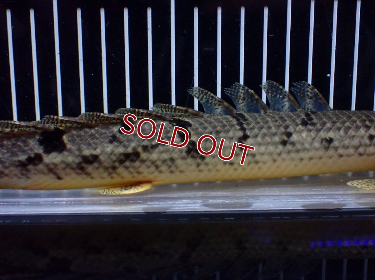 画像7: 【淡水魚】【通販】大きめ No1 ポリプテルス デルヘジィ コンゴ産 ワイルド【個体販売】(±29cm)(大型魚)(生体)(熱帯魚)NKO (7)