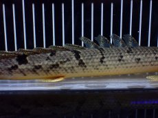 画像7: 【淡水魚】【通販】大きめ No1 ポリプテルス デルヘジィ コンゴ産 ワイルド【個体販売】(±29cm)(大型魚)(生体)(熱帯魚)NKO (7)