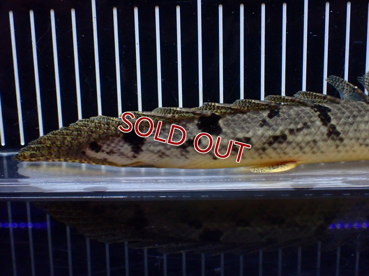 画像8: 【淡水魚】【通販】大きめ No1 ポリプテルス デルヘジィ コンゴ産 ワイルド【個体販売】(±29cm)(大型魚)(生体)(熱帯魚)NKO (8)