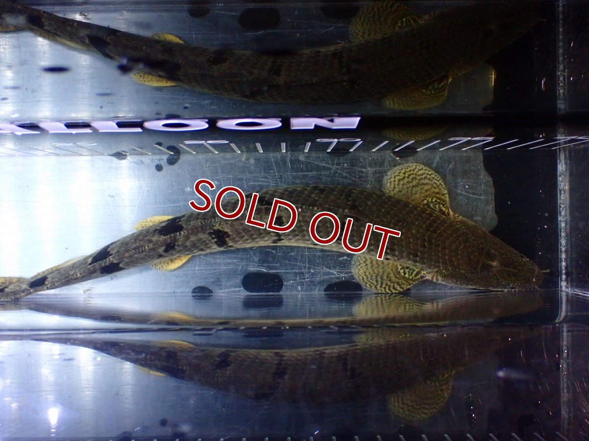 画像9: 【淡水魚】【通販】大きめ No1 ポリプテルス デルヘジィ コンゴ産 ワイルド【個体販売】(±29cm)(大型魚)(生体)(熱帯魚)NKO (9)