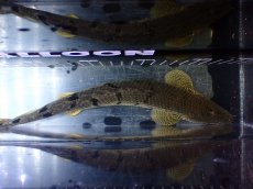 画像9: 【淡水魚】【通販】大きめ No1 ポリプテルス デルヘジィ コンゴ産 ワイルド【個体販売】(±29cm)(大型魚)(生体)(熱帯魚)NKO (9)