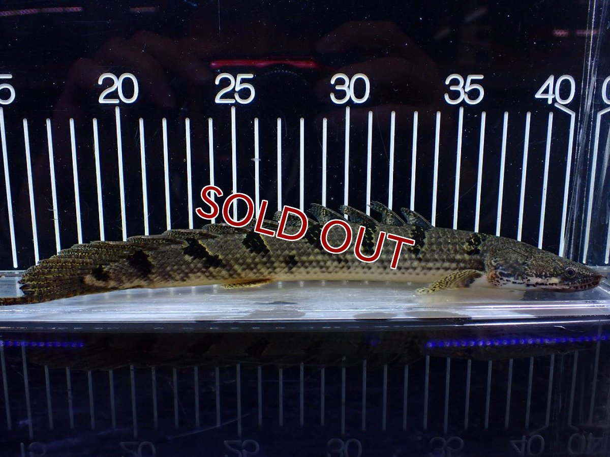 画像1: 【淡水魚】【通販】大きめ No2 ポリプテルス デルヘジィ コンゴ産 ワイルド【個体販売】(±25cm)(大型魚)(生体)(熱帯魚)NKO (1)