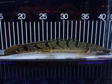 画像1: 【淡水魚】【通販】大きめ No2 ポリプテルス デルヘジィ コンゴ産 ワイルド【個体販売】(±25cm)(大型魚)(生体)(熱帯魚)NKO (1)