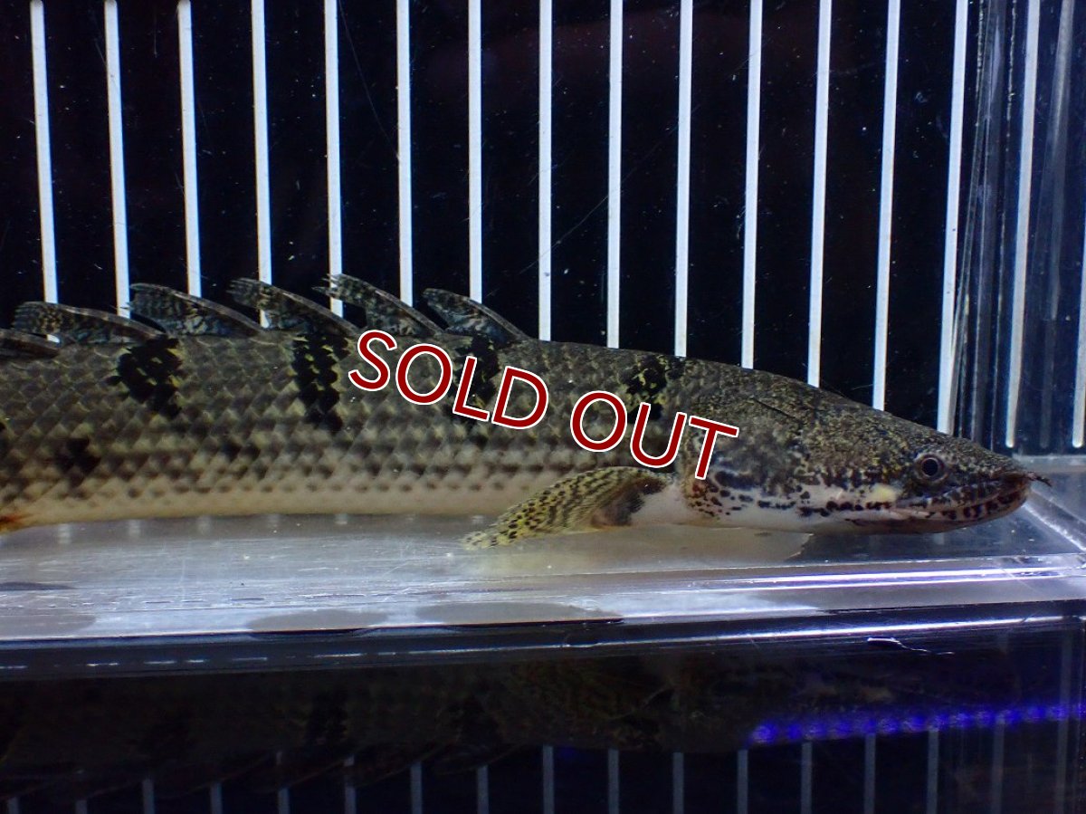 画像2: 【淡水魚】【通販】大きめ No2 ポリプテルス デルヘジィ コンゴ産 ワイルド【個体販売】(±25cm)(大型魚)(生体)(熱帯魚)NKO (2)
