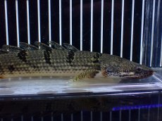 画像2: 【淡水魚】【通販】大きめ No2 ポリプテルス デルヘジィ コンゴ産 ワイルド【個体販売】(±25cm)(大型魚)(生体)(熱帯魚)NKO (2)