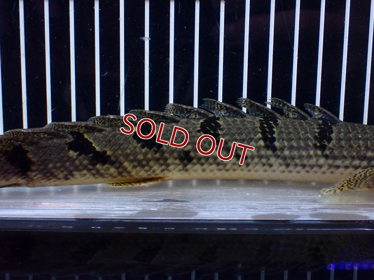 画像3: 【淡水魚】【通販】大きめ No2 ポリプテルス デルヘジィ コンゴ産 ワイルド【個体販売】(±25cm)(大型魚)(生体)(熱帯魚)NKO (3)