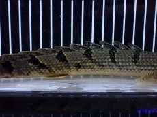 画像3: 【淡水魚】【通販】大きめ No2 ポリプテルス デルヘジィ コンゴ産 ワイルド【個体販売】(±25cm)(大型魚)(生体)(熱帯魚)NKO (3)